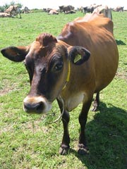 BSE