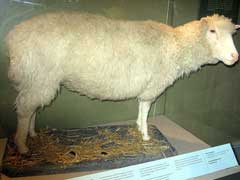 Dolly the sheep