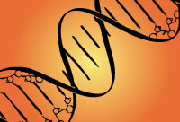 DNA double helix