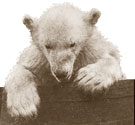 Polar bear in Greenland, 1889. Cat ref: COPY 1/398