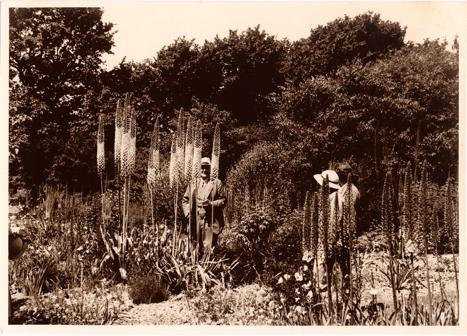 A sepia photo of a man standing behind tall plants in a large garden