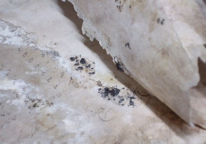 Close-up of an original paper document, displaying significant blooms of black mould.