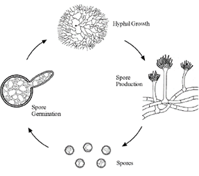 A diagram showing a cyclical spore process. Four stages are each connected by clockwise arrows - at the top is 'hyphal growth', then 'spore production', then 'spores', followed by 'spore germination', which returns to 'hyphal growth'.